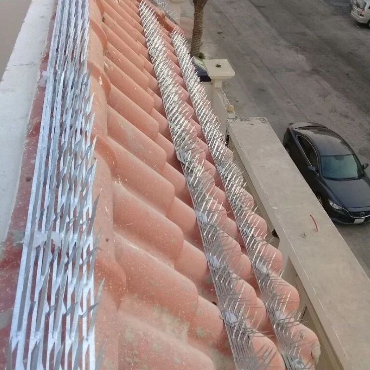 تجربتي في طرد الحمام تجربتي في طرد الحمام